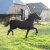 Welsh Cob Babe